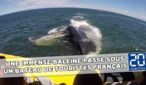 Une immense baleine passe sous un bateau de touristes français
