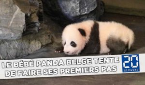 Le bébé panda belge tente de faire ses premiers pas