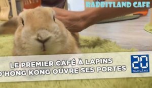 Le premier café à lapins d'Hong Kong ouvre ses portes