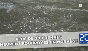 Plus de 300 rennes meurent foudroyés en Norvège