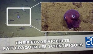 Une mignonne pieuvre violette fait craquer les scientifiques