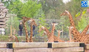 Visite du Zoo de Vincennes