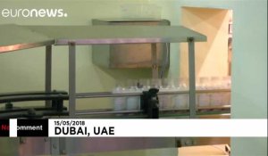 Emirats arabes unis : bientôt du lait de chamelle dans les biberons ?