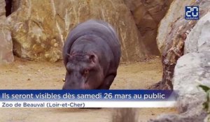 Hippopotames au Zoo de Beauval: Ouverture d'un enclos unique au monde