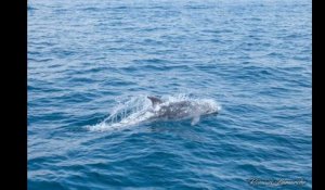 Des dauphins repérés ce matin au large de Marseille