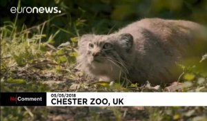 Les nouveaux locataires du zoo de Chester
