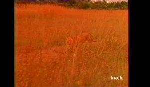 Jean Paul Belmondo Itineraire D Un Enfant Gate Archive Ina Sur Orange Videos