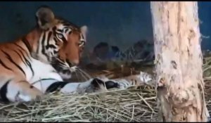 Naissance de trois bébés tigres en Inde