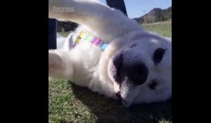 Mochi, le chien à la langue la plus longue du monde