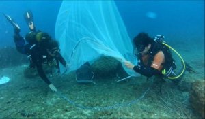 Des nurseries sous l'eau pour "repeupler la mer"