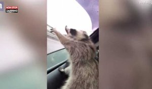 Un raton laveur tente d'attraper des gouttes de pluie depuis une voiture (Vidéo)