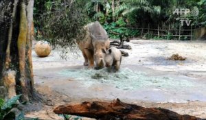 A Singapour, première sortie en public pour un bébé rhinocéros