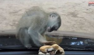 Ce singe essaye désespérément d'attraper un burger, la vidéo trop mignonne (vidéo)