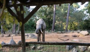 Des branchages pour les éléphants 