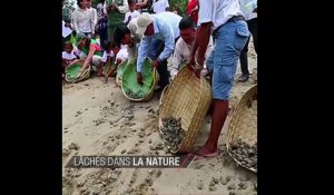 Pérou: des milliers de bébés tortues lâchés dans la nature