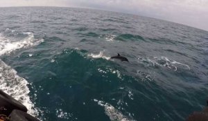 La saison meurtrière des dauphins de la mer Noire