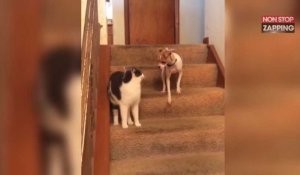 Provoqué par un chat, ce chien devient totalement fou (Vidéo)