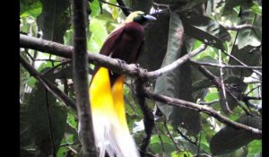 Dans la jungle de Papouasie, menace sur les oiseaux de Paradis