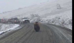 Etats-Unis : un ours énorme bloque la circulation sur une route (vidéo)