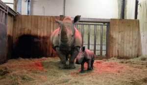 Un bébé rhinocéros au zoo d'Amnéville