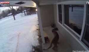 Etats-Unis : Un puma rode autour d'une maison (vidéo)
