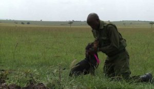 Braconnage: au Kenya, le chien est le meilleur ami des animaux