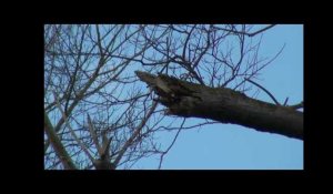 Queja por el peligro de las ramas rotas de los árboles de la C.V.de Perlora y San Antonio