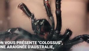 Cette araignée à toile-entonnoir s'appelle "Colossus", et peut tuer un humain en 15 minutes