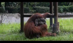 Indonésie : Des touristes font fumer un orang-outan dans un zoo (Vidéo)