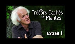 Les Trésors Cachés des Plantes // Extrait 01 // VF