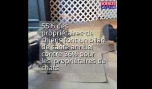 Chiens et chats : égaux face aux soins vétérinaires ?