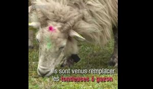Des moutons broutent dans une prison d'Isère