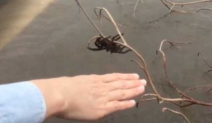 Australie : Ils sauvent une araignée géante des inondations (Vidéo)