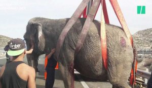 Après un accident, des éléphants se retrouvent au milieu d'une autoroute en Espagne