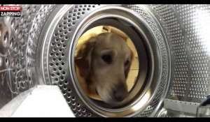 Un chien sauve sa peluche coincée dans une machine à laver (Vidéo)