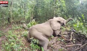 Quand un éléphant se réveille de mauvaise humeur (vidéo)