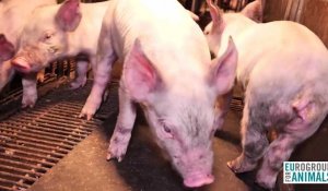 Jambon de Parme : des cochons dans des "conditions épouvantables" dans six élevages