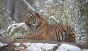 La neige fait le bonheur des animaux du zoo de Chester