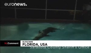 Floride : un alligator retrouvé dans une piscine privée