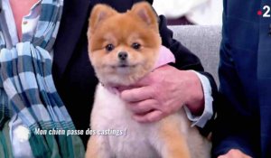 Ce chien a peur de la caméra en plein direct - ZAPPING TÉLÉ DU 05/04/2018