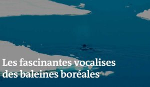 Les fascinantes vocalises des baleines boréales