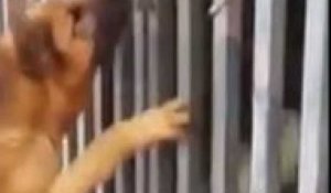 Un chien fait tout son possible pour ouvrir une cage et rejoindre son amoureuse (Vidéo)