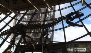 Mais que fait ce dinosaure sur la Tour Eiffel?