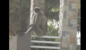 Inde : des singes sèment la terreur dans les rues d'un village (Vidéo)