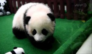 Un 2e bébé panda né au zoo de Kuala Lumpur présenté au public