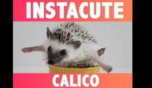 INSTACUTE : Oatmeal et Calico : Le couple de hérissons stars d'Instagram !