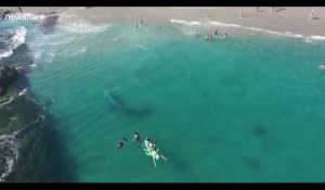 Californie : Une baleine grise filmée près d'un groupe de nageurs (Vidéo)