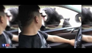 Chine : un homme attaqué par un ours lors d'une visite au zoo (vidéo)