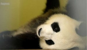 Surprise: le panda de Beauval attend des jumeaux