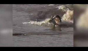 Un crocodile attaque une antilope qui traverse une rivière (vidéo)